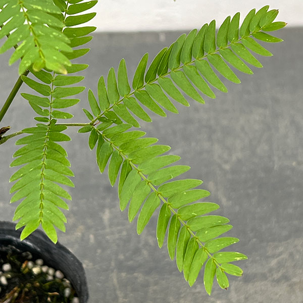 ネムノキ：エバーフレッシュ（実生株）　2.5号ポット