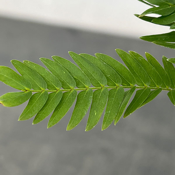 ネムノキ：エバーフレッシュ（実生株）　2.5号ポット