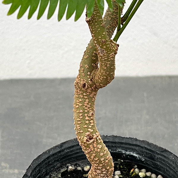 ネムノキ：エバーフレッシュ（実生株）　2.5号ポット