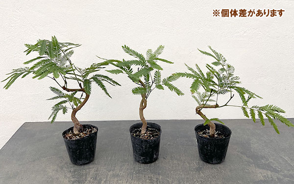 ネムノキ：エバーフレッシュ（実生株）　2.5号ポット