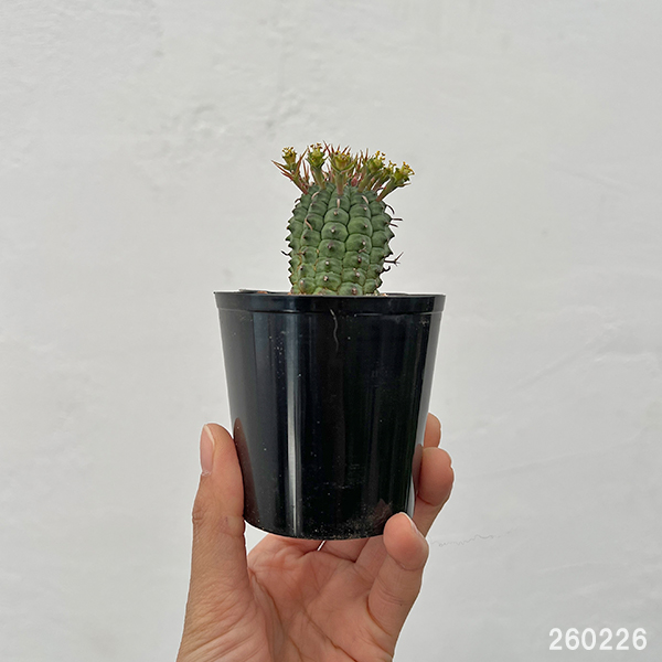 ユーフォルビア:ステリスピナ(群星冠) 2.5号鉢入り