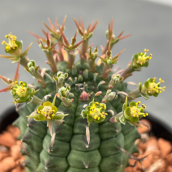 ユーフォルビア:ステリスピナ(群星冠) 2.5号鉢入り