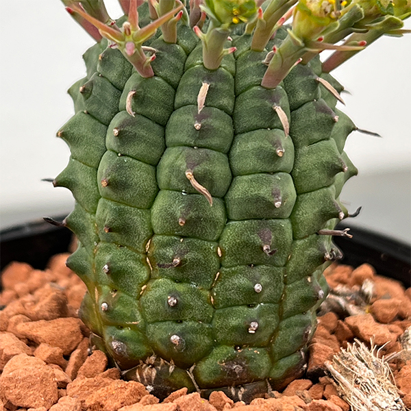 ユーフォルビア:ステリスピナ(群星冠) 2.5号鉢入り