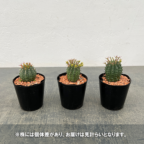 ユーフォルビア:ステリスピナ(群星冠) 2.5号鉢入り