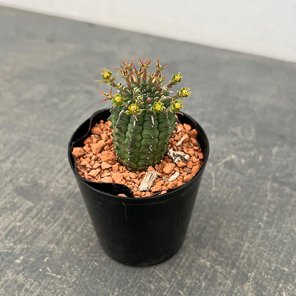 ユーフォルビア:ステリスピナ(群星冠) 2.5号鉢入り