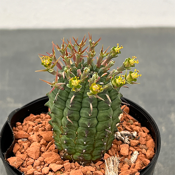 ユーフォルビア:ステリスピナ(群星冠) 2.5号鉢入り