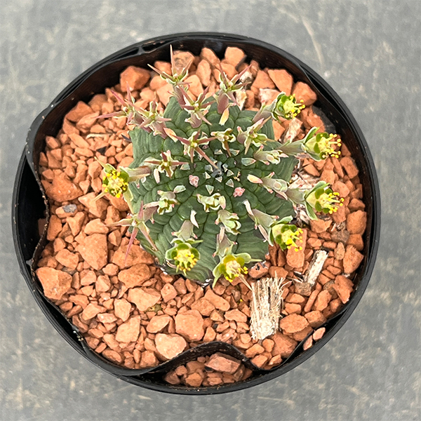 ユーフォルビア:ステリスピナ(群星冠) 2.5号鉢入り