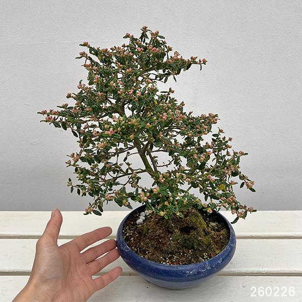 テンノウバイ（天皇梅）：曲げ仕立て　6号平鉢植え