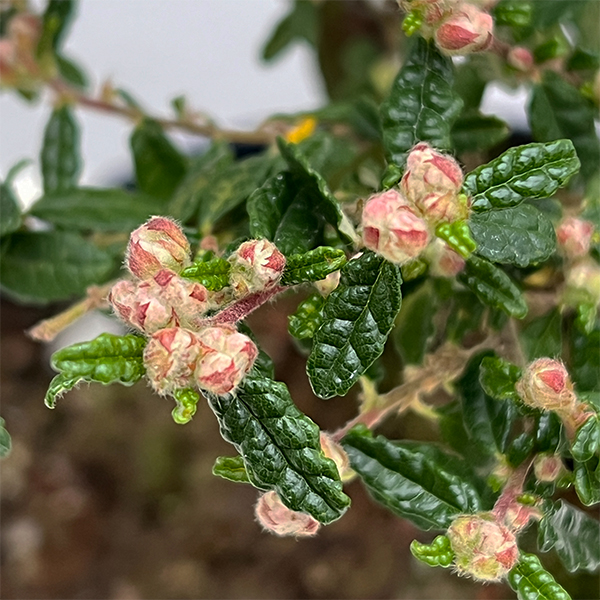 テンノウバイ（天皇梅）：曲げ仕立て　6号平鉢植え