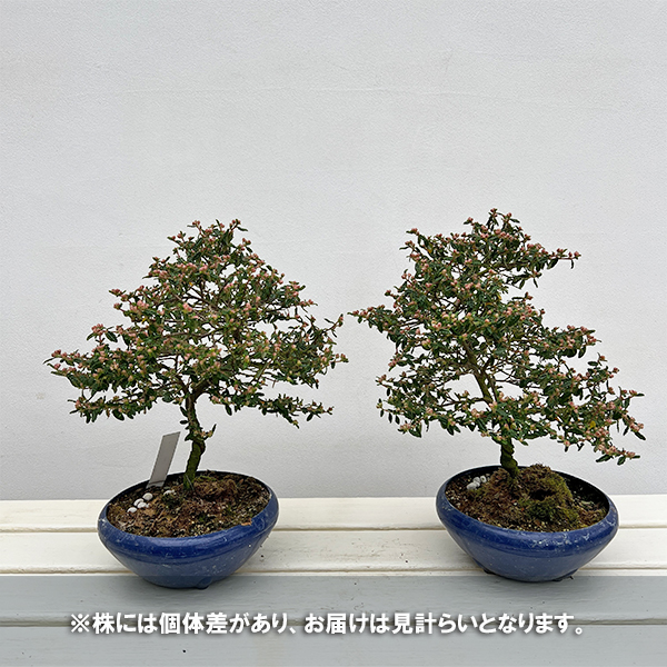 テンノウバイ（天皇梅）：曲げ仕立て　6号平鉢植え