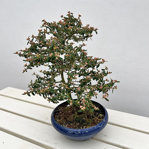 テンノウバイ（天皇梅）：曲げ仕立て　6号平鉢植え