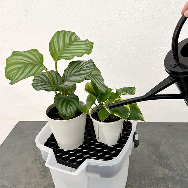 園芸ネット本店｜バケツ・エンジョイ 10L（クリア）とドレイニング