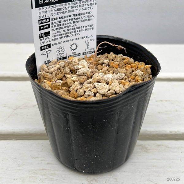 日本サクラソウ（桜草）：初日の光（はつひのひかり）3号ポット