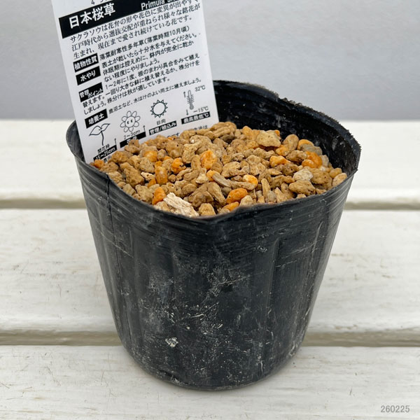 日本サクラソウ（桜草）：七賢人（しちけんじん）3号ポット