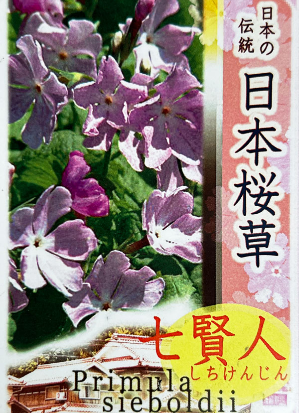 日本サクラソウ（桜草）：七賢人（しちけんじん）3号ポット