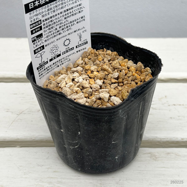 日本サクラソウ（桜草）：唐縮緬（からちりめん）3号ポット