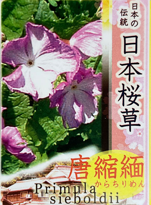 日本サクラソウ（桜草）：唐縮緬（からちりめん）3号ポット