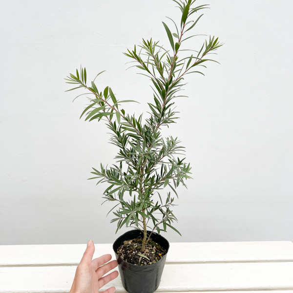 キンポウジュ(カリステモン・金宝樹):枝垂れ(シダレ)赤花4号ポット