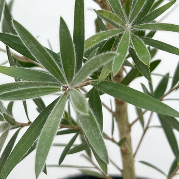 キンポウジュ(カリステモン・金宝樹):枝垂れ(シダレ)赤花4号ポット