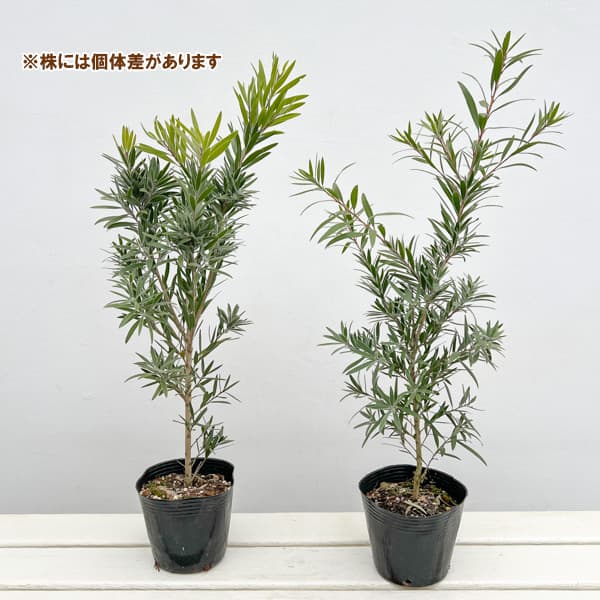 キンポウジュ(カリステモン・金宝樹):枝垂れ(シダレ)赤花4号ポット