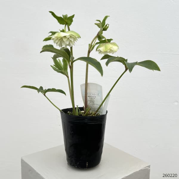 細川さんのクリスマスローズ：ダブル26-02／4号ポット【現品販売】