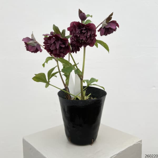 細川さんのクリスマスローズ：ダブル26-05／4号ポット【現品販売】