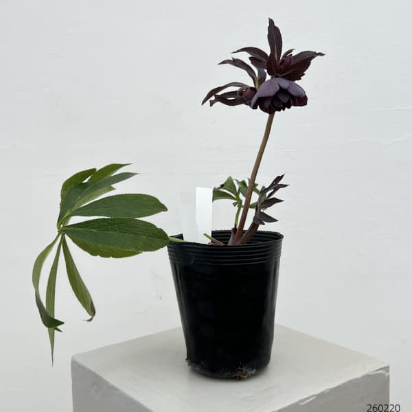 細川さんのクリスマスローズ：ダブル26-06／4号ポット【現品販売】