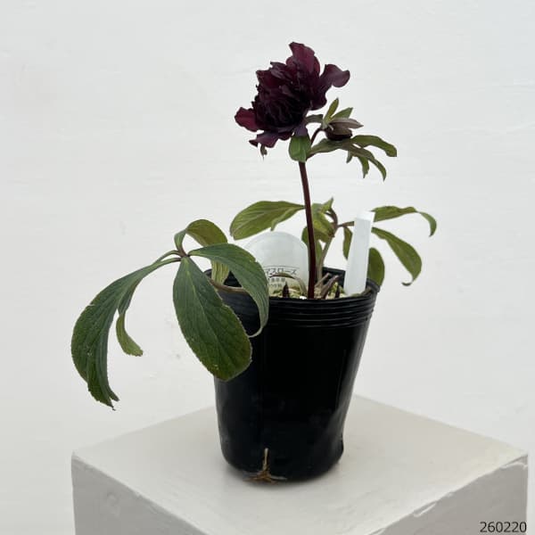 細川さんのクリスマスローズ：ダブル26-07／4号ポット【現品販売】