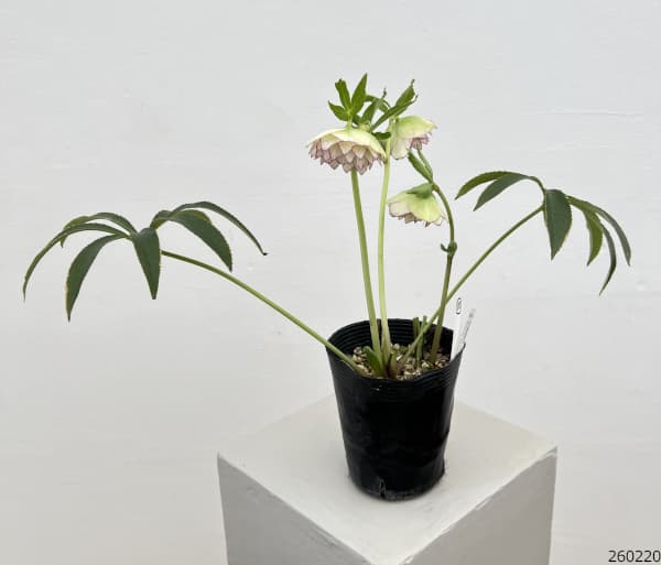 細川さんのクリスマスローズ：ダブル26-10／4号ポット【現品販売】