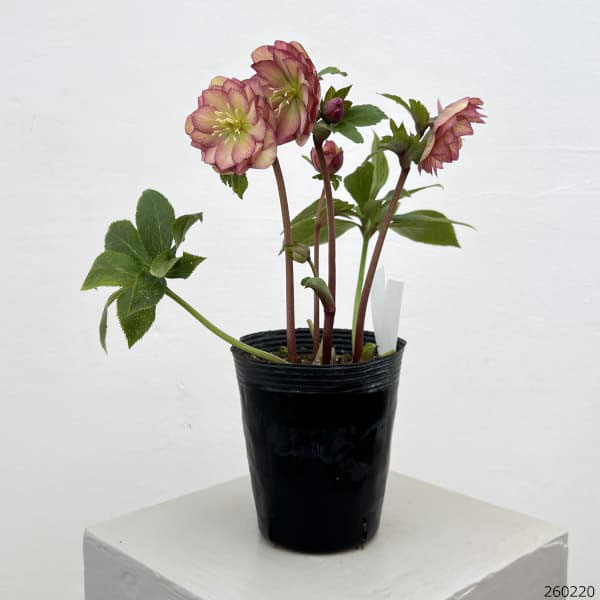 細川さんのクリスマスローズ：ダブル26-11／4号ポット【現品販売】