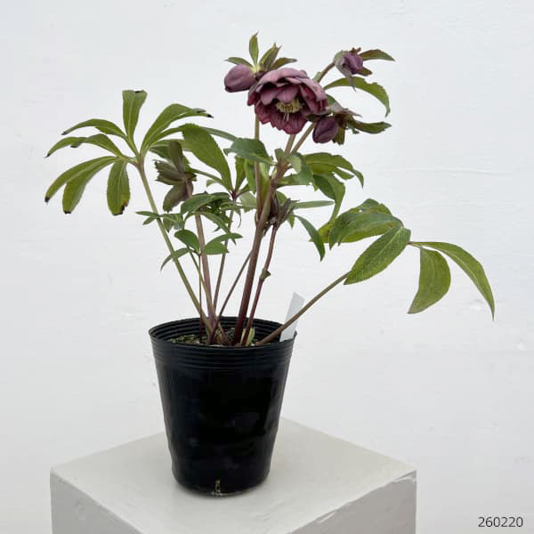 細川さんのクリスマスローズ：ダブル26-12／4号ポット【現品販売】