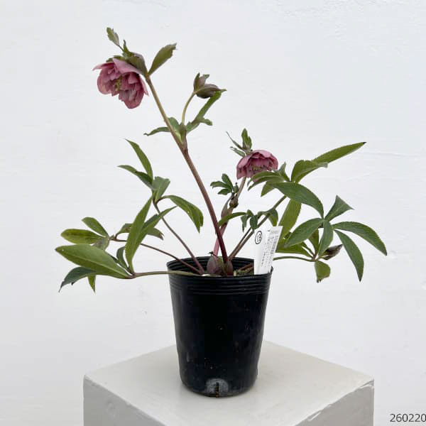 細川さんのクリスマスローズ：ダブル26-13／4号ポット【現品販売】