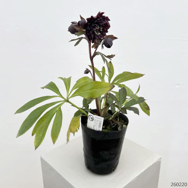 細川さんのクリスマスローズ：ダブル26-14／4号ポット【現品販売】