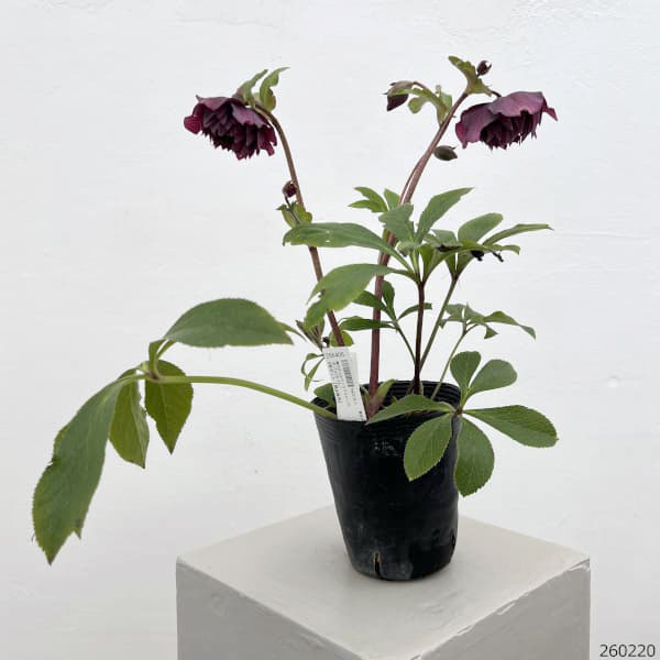 細川さんのクリスマスローズ：ダブル26-16／4号ポット【現品販売】