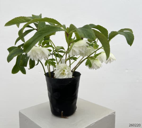 細川さんのクリスマスローズ：ダブル26-17／4号ポット【現品販売】