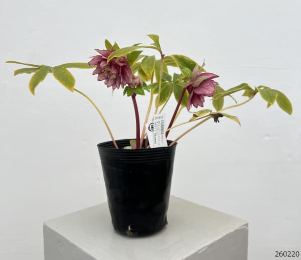 細川さんのクリスマスローズ：ダブル26-18／4号ポット【現品販売】