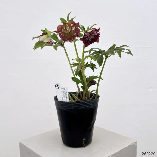 細川さんのクリスマスローズ：ダブル26-19／4号ポット【現品販売】