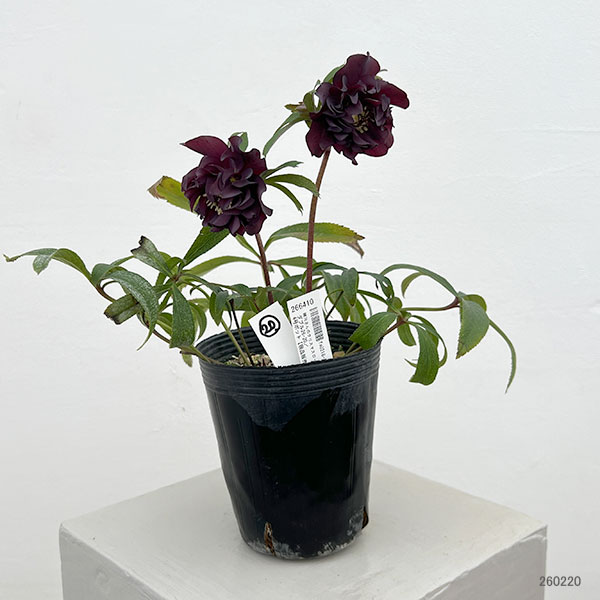 細川さんのクリスマスローズ：ダブル26-20／4号ポット【現品販売】