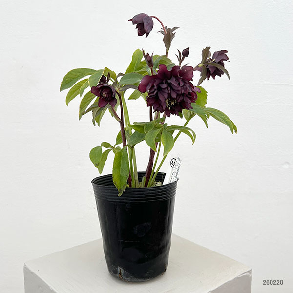 細川さんのクリスマスローズ：ダブル26-22／4号ポット【現品販売】