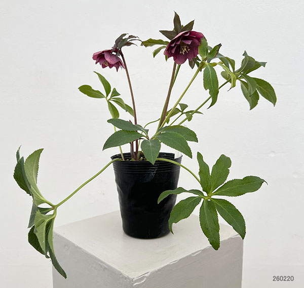 細川さんのクリスマスローズ：ダブル26-23／4号ポット【現品販売】