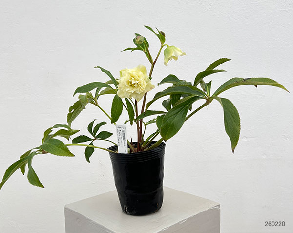 細川さんのクリスマスローズ：ダブル26-24／4号ポット【現品販売】