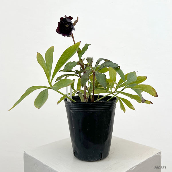 細川さんのクリスマスローズ：ダブル26-26／4号ポット【現品販売】