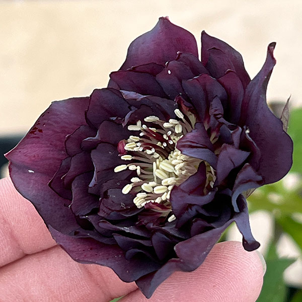 細川さんのクリスマスローズ：ダブル26-26／4号ポット【現品販売】