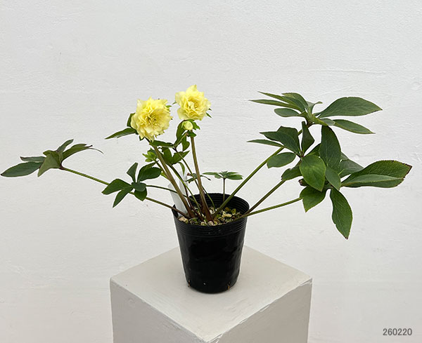 細川さんのクリスマスローズ：ダブル26-27／4号ポット【現品販売】