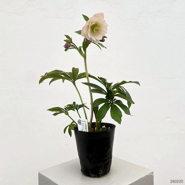 細川さんのクリスマスローズ：ダブル26-28／4号ポット【現品販売】