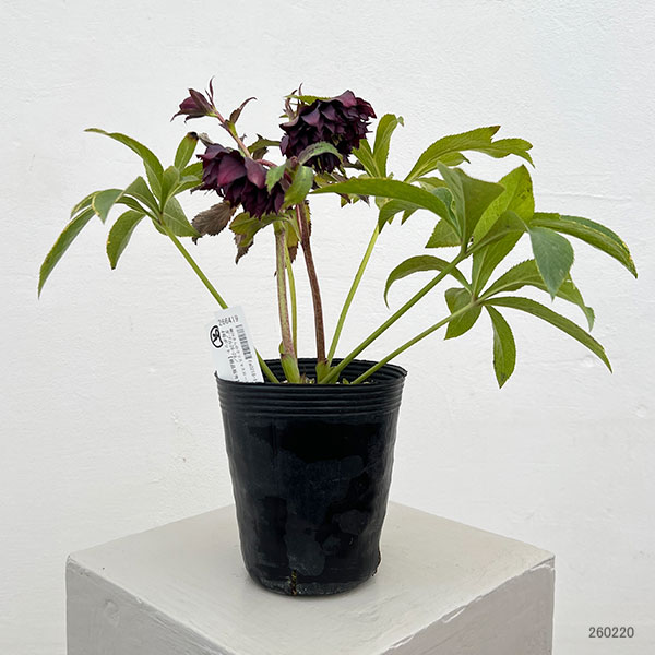 細川さんのクリスマスローズ：ダブル26-29／4号ポット【現品販売】