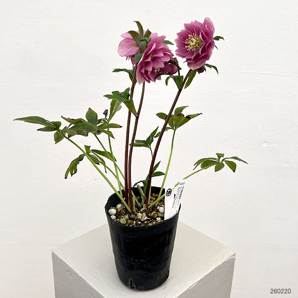 細川さんのクリスマスローズ：ダブル26-30／4号ポット【現品販売】