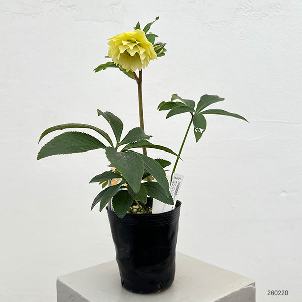 細川さんのクリスマスローズ：ダブル26-31／4号ポット【現品販売】