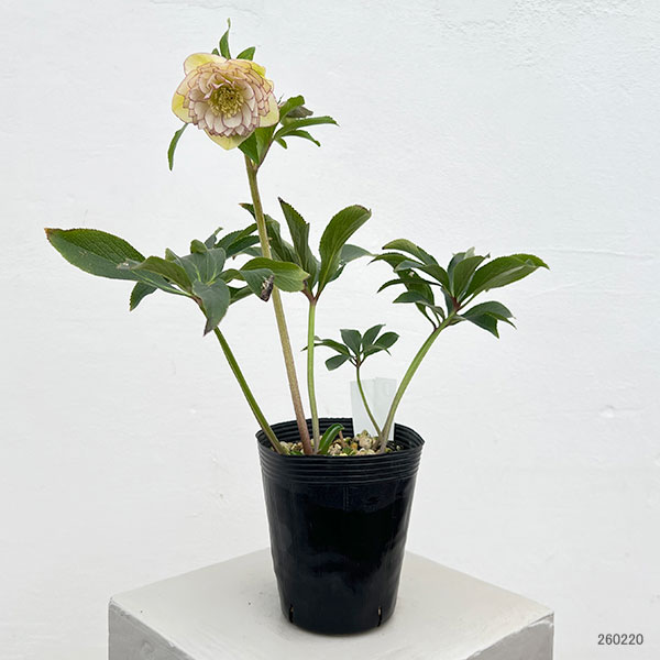 細川さんのクリスマスローズ：ダブル26-32／4号ポット【現品販売】