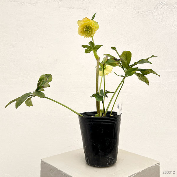 細川さんのクリスマスローズ：ダブル26-33／4号ポット【現品販売】